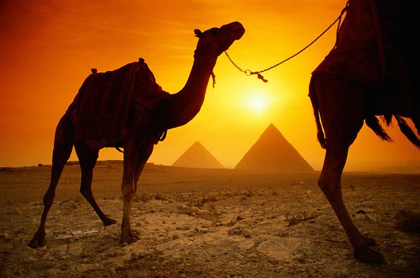 Camellos al sol... al fondo las pirámides